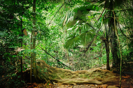 丛林小溪热带丛林照片