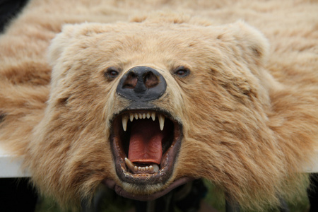 熊皮熊皮地毯照片