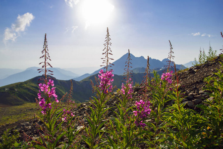 副手德鲁日巴高原夏季高山滑雪胜地景观, 索契, 俄罗斯。高加索山脉背景下的高山草甸特写