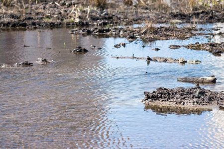 在沼泽地中流图片