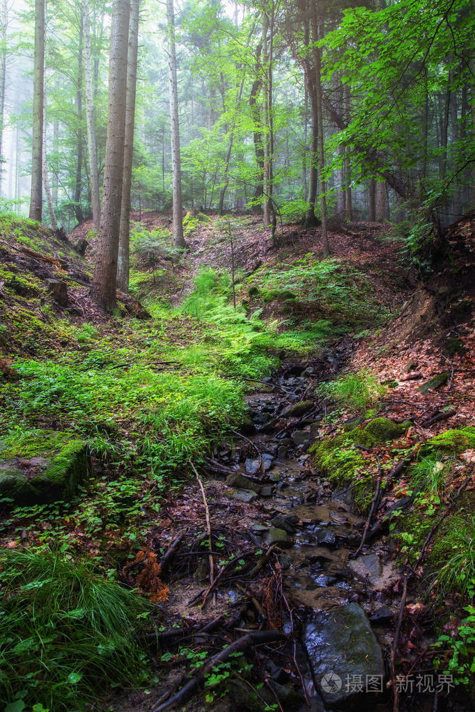 大兴安岭特兰西瓦尼亚野生雾深森林