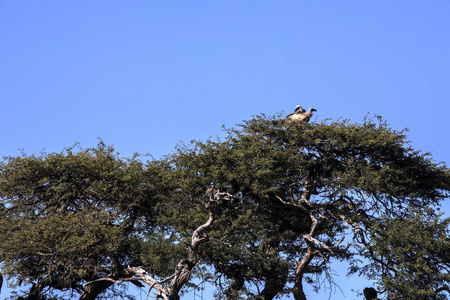 小费 africanus, 博茨瓦纳丘比国家公园, 一对白背秃鹰