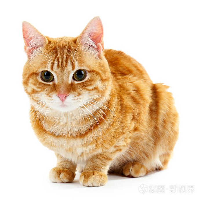 红猫上白色孤立的肖像