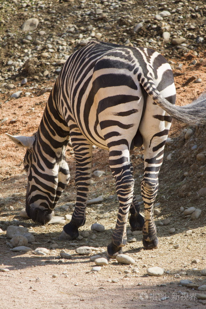 在森林里的斑马