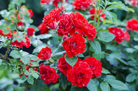 夏季户外花园盛开的红玫瑰花