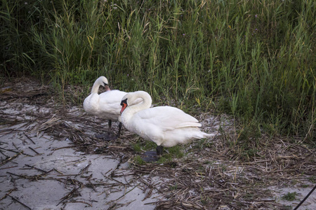 在波兰维斯瓦河河口的芦苇附近, 两只天鹅在岸边休息。关于自然, 野生生活, 鸟类, 家庭的网站