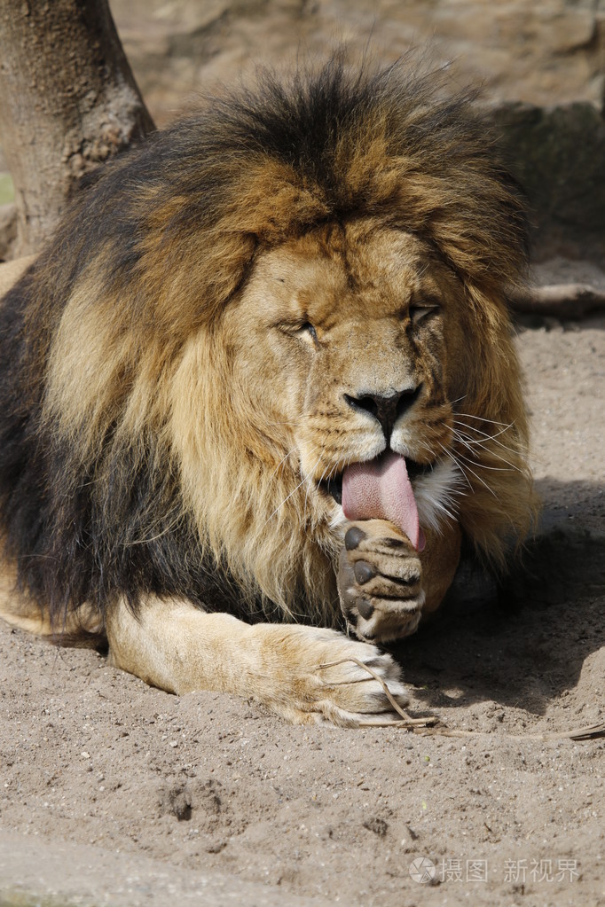 躺在地面上的狮子