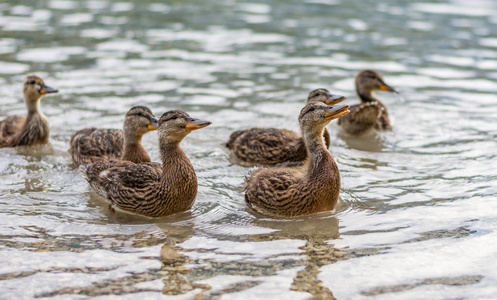 鸭子在湖上。小鸭子和幼鸭正在等待旅游者的食物。可爱有趣的动物