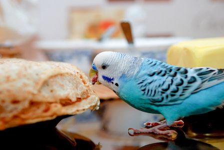 鹦鹉和煎饼