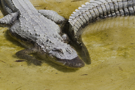 短吻鳄鳄目的密西西比河