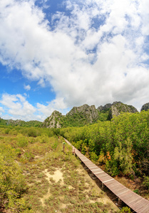 保留干燥树林与泰国木制步行方式桥