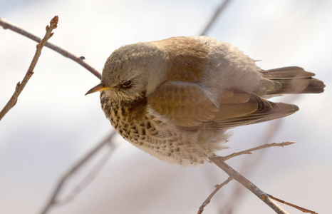 Fieldfare 画眉坐在树枝上