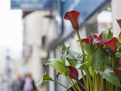 好，法国，在 2015 年 3 月 10 日。在城市环境中的装饰花
