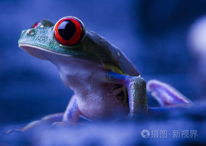 红眼树蛙