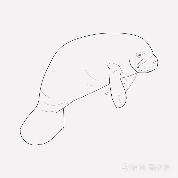 插画 海牛图标线元素.