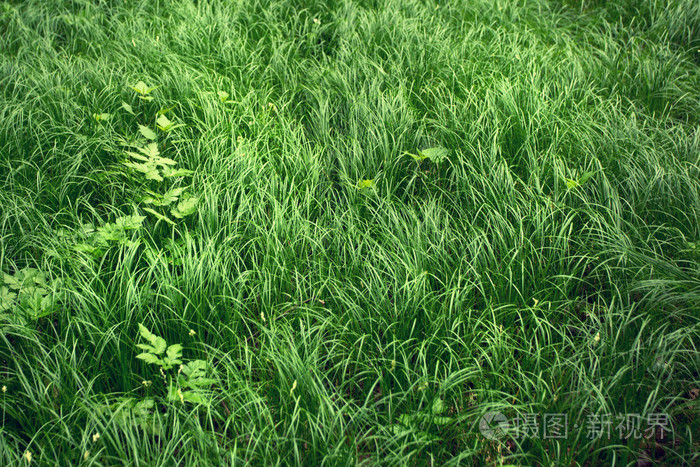 美丽的绿色颜色季节性高高的草丛背景