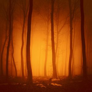 迷雾森林,三维计算机图形学迷雾森林背景交易码头迷雾梦幻般的神秘