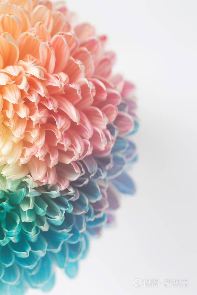 菊花彩花植物学背景