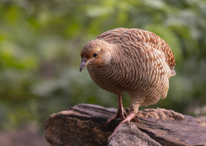 灰色鹧鸪Francolinus pondicerianus