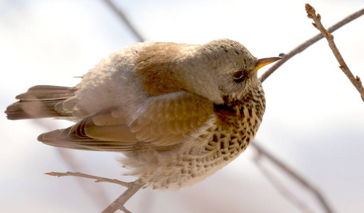 Fieldfare 画眉坐在树枝上