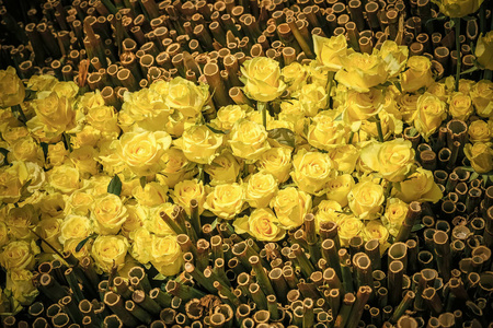 自然背景下的黄花瓣竹玫瑰花