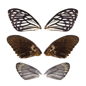 美丽的蝴蝶翅膀图片