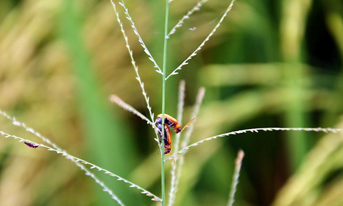 bug 在开花草地上出血