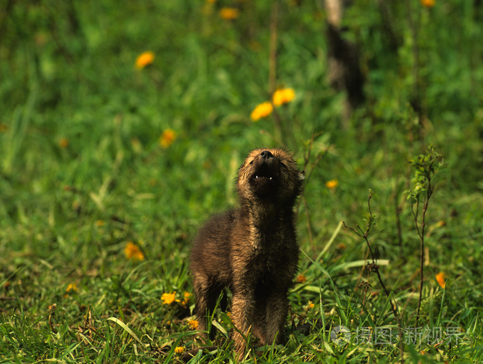 嚎叫的狼幼崽