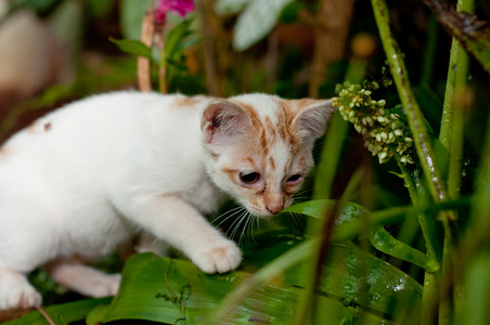 小小的猫