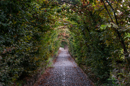道路之间的绿色自然隧道的树木。树隧道是道路车道或轨道, 两边的树木形成或多或少连续的树冠, 给隧道的作用