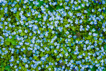 很多的蓝色小花