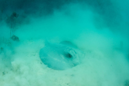 一 Roughtail 的 Dasyatis centroura, 在伯利兹沿岸的美洲礁的海底进食。加勒比海的这部分港口数以百计