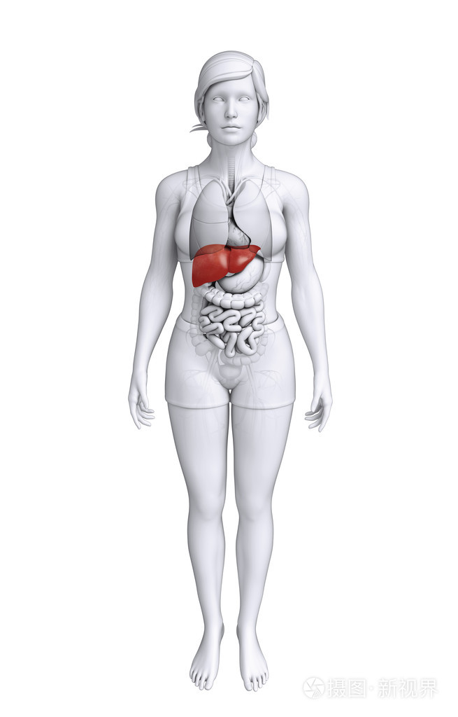 女人的肝在哪个位置图片