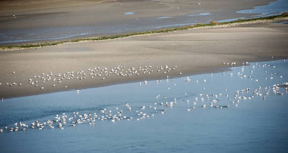 海洋沿岸和海岸上的海鸟图片