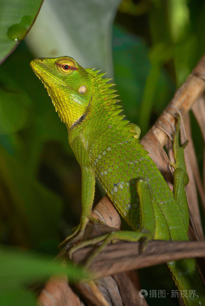 东方花园蜥蜴变色树蜥多彩多变的蜥蜴从亚洲森林和灌木斯里兰卡