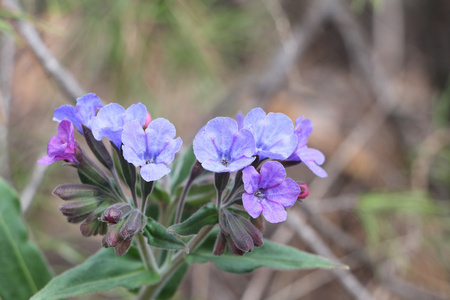 lungwort 的花