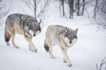 在雪中的三头狼