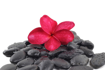 禅宗的石头与白底红色素馨花