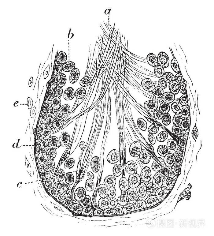 大鼠小管切片, 以显示精子的形成, 复古线画或雕刻插图