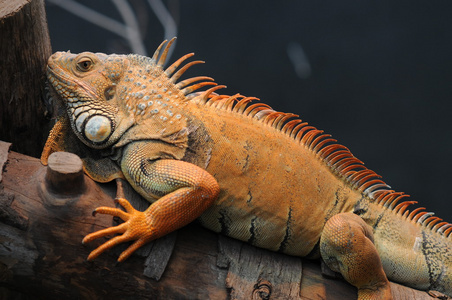 飞龙[栖息在树上的鬣蜥科(draco)多种蜥蜴的统称][亦作 flying lizard