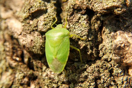 6 月 bug 树干上的关闭