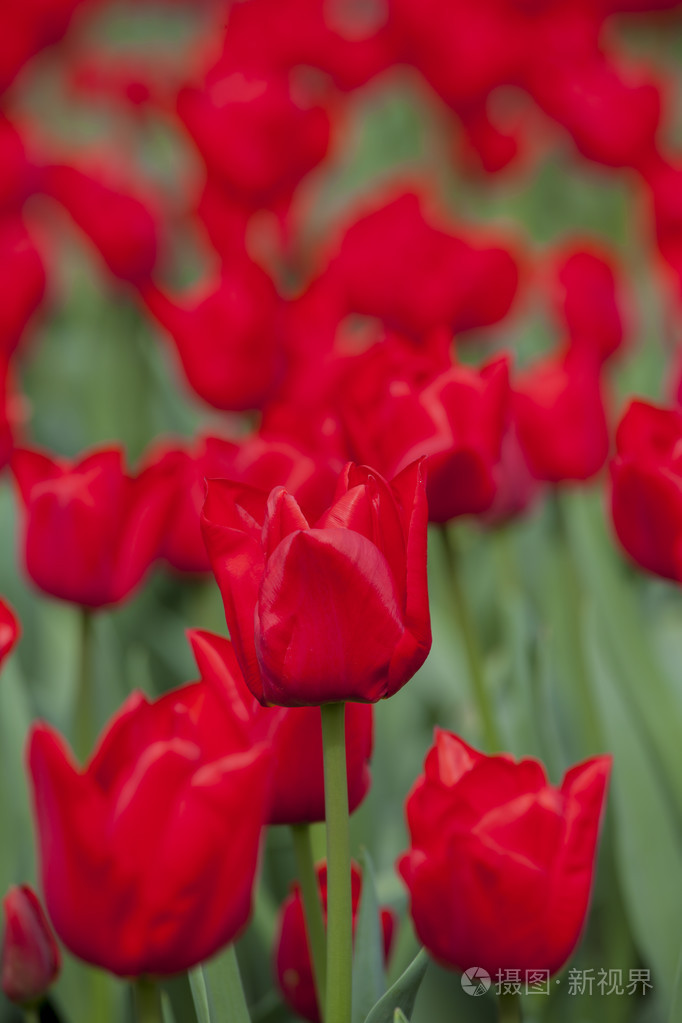 红色的郁金香在春天