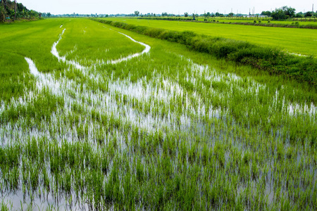 泰国农村稻田风光绿色背景