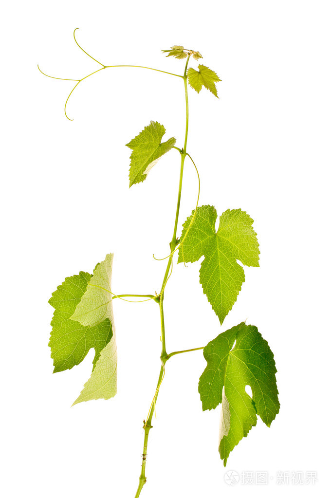 葡萄叶片上白色隔离