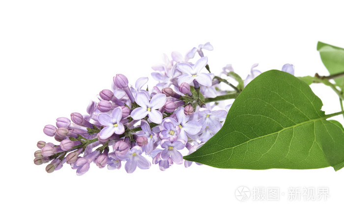 丁香花照片 正版商用图片0b7c42 摄图新视界