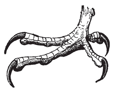 这个例证代表白色头老鹰的脚, 复古线图画或雕刻例证照片