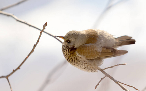 Fieldfare 画眉坐在树枝上