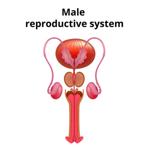 男性生殖系统解剖学的矢量图解