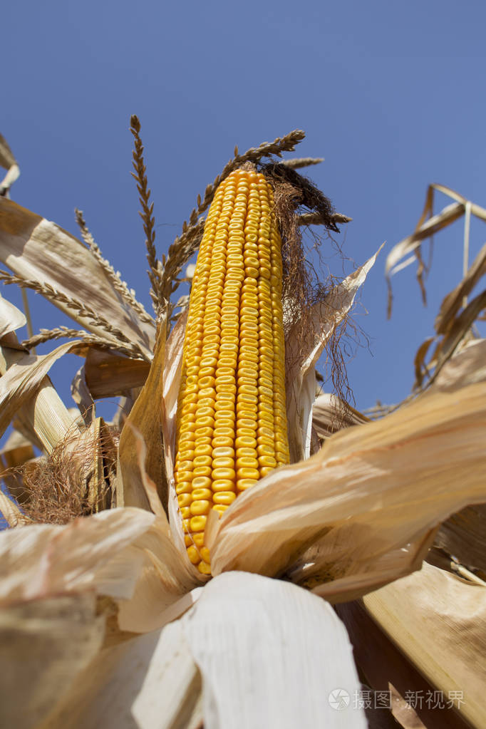 成熟的玉米在田里准备收割