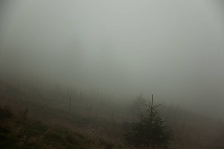 雾几乎什么也看不见只有黑暗的剪影树